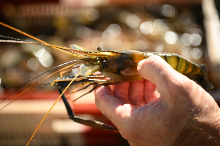 Avec 440 milliards de crevettes abattues chaque année, ces crustacés sont les animaux les plus élevés en captivité dans le monde