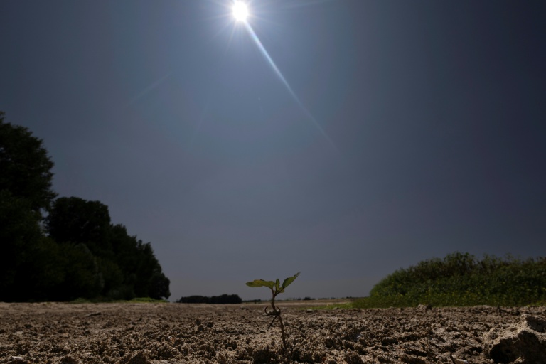 Une jeune pousse émergeant du sol desséché du lit de la Loire partiellement à sec à Chécy, près d'Orléans, le 22 juillet 2026