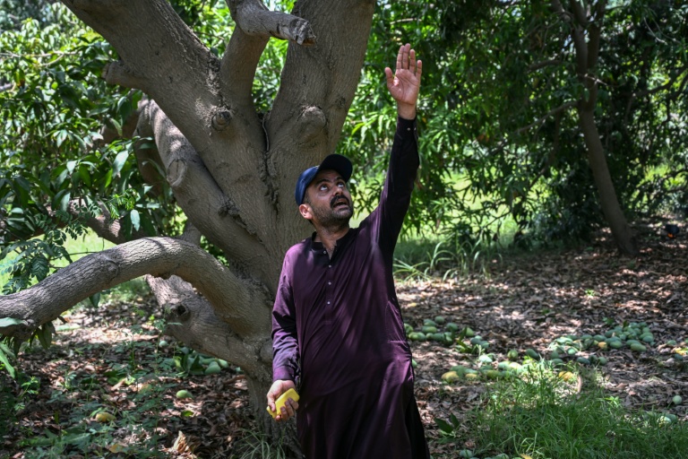 Mohammad Shakeel, gérant d'une plantation de manguiers, donne des instructions à ses ouvriers pendant la récolte dans un verger à Hyderabad, dans la province du Sindh, le 4 juin 2026 au Pakistan