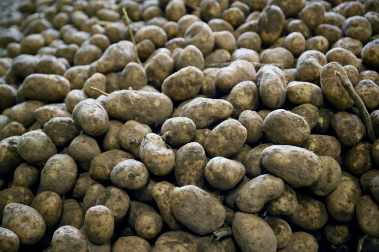 Des pommes de terre après leu récolte dans une coopérative agricole à Geer, le 26 septembre 2025 en Belgique