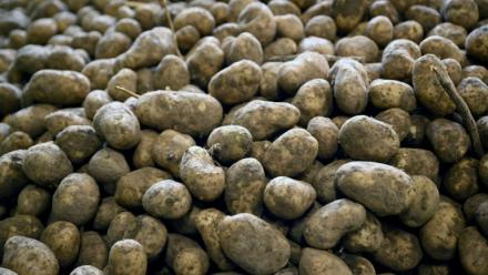 Des pommes de terre après leu récolte dans une coopérative agricole à Geer, le 26 septembre 2025 en Belgique