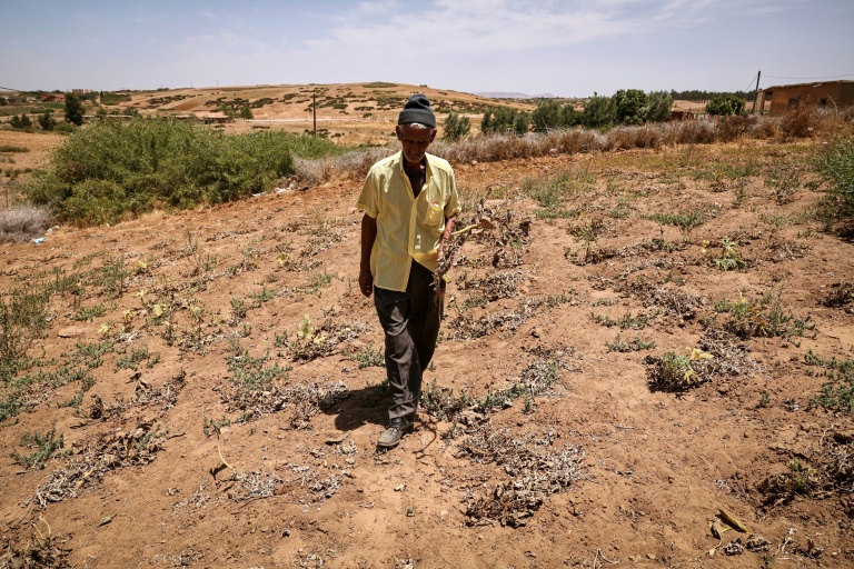 Un agriculteur inspecte ses récoltes endommagées dans un champ à Sidi Slimane, après six années consécutives de sécheresse au Maroc, le 24 juin 2024