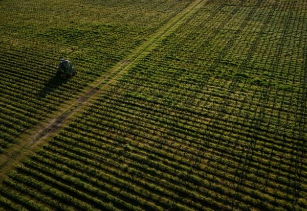 Les riverains des vignes sont plus imprégnés que les autres Français, démontre une étude nationale inédite, dévoilée lundi par deux agences sanitaires