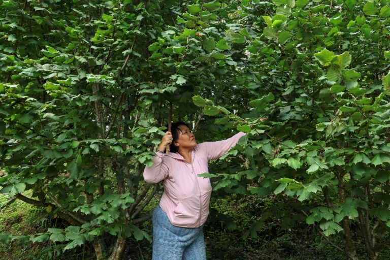 Pema Dema, une agricultrice bhoutanaise de 59 ans, récolte des noisettes sur sa propriété, le 29 août 2026 à Thimphou 