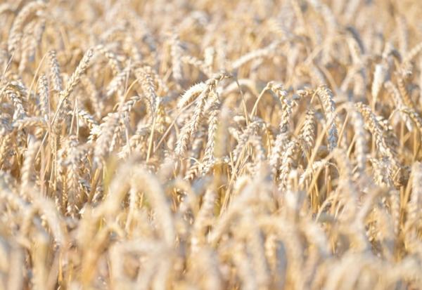 Les aliments à base de céréales comme le blé et le riz sont les principales sources d'apport de cadmium car très consommés