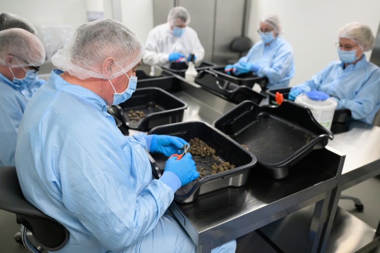 Des employés de la start-up Cantourage s'occupent du traitement des fleurs de cannabis sur le site de production de l'entreprise dans un lieu tenu secret en Bavière, dans le sud de l'Allemagne, le 29 avril 2025