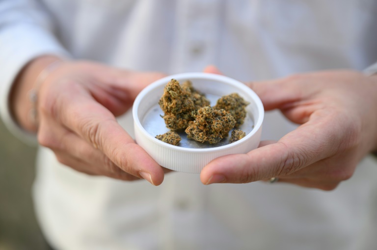 Le patron de la start-up Cantourage, Philip Schetter, montre des échantillons de fleurs de cannabis provenant de la production de l'entreprise dans un lieu tenu secret en Bavière, dans le sud de l'Allemagne, le 29 avril 2025