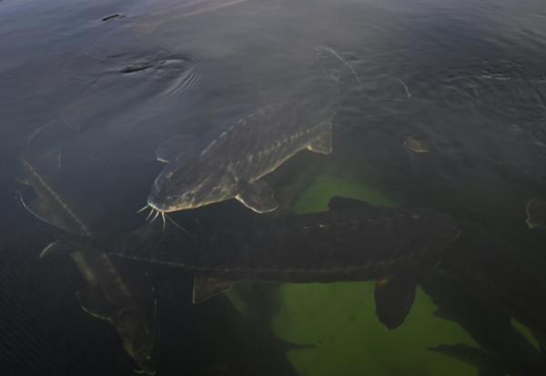 Elevage d'esturgeons dans le lac Kardjali au sud de la Bulgarie,le 2 décembre 2025