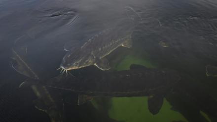 Elevage d'esturgeons dans le lac Kardjali au sud de la Bulgarie,le 2 décembre 2025
