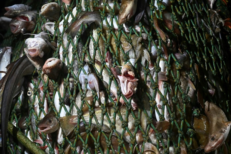 Des poissons pris dans le filet d'un chalutier au large de la côte sud-ouest de l'Angleterre, le 4 février 2021