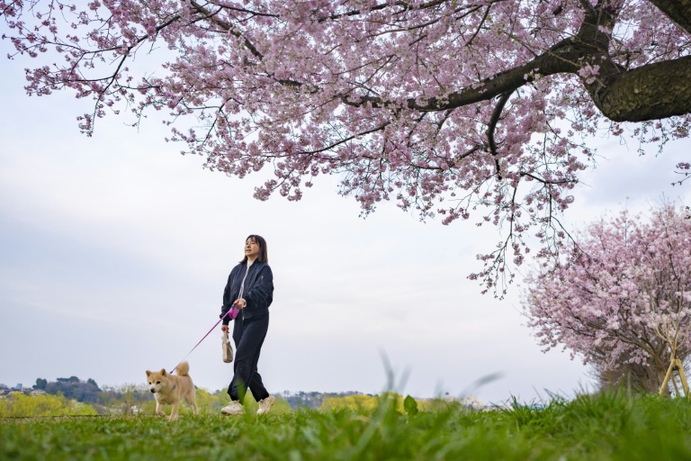 Un femme promène son chien sous un cerisier en fleurs à Kawasaki au Japon, le 24 mars 2026