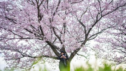Une femme se prend en photo devant un cerisier en fleurs à Kawasaki, au Japon, le 24 mars 2026