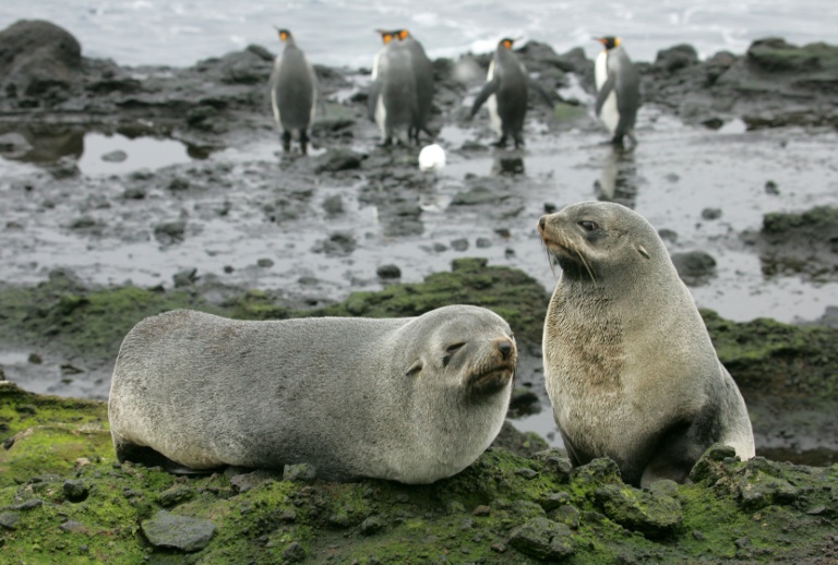 Deux otaries des Kerguelen sur l'île de la Possession, dans l'archipel des Crozet (Terres australes et antarctiques françaises), le 01 juillet 2007