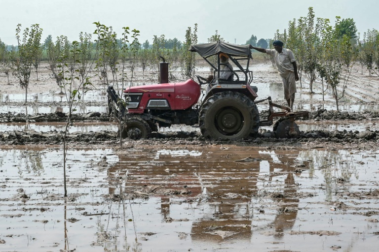 Des agriculteurs labourent un champ dans le village de Shehzada, affecté par les inondations, le 12 septembre 2025 dans l'Etat du Pendjab, en Inde