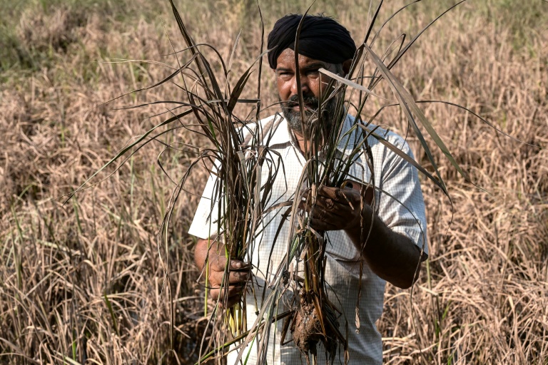 L'agriculteur Rakesh Kumar inspecte ses cultures, endommagées par les inondations, lors d'un entretien avec l'AFP dans le village de Lassia, dans l'Etat du Pendjab, le 11 septembre 2025 en Inde
