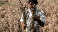 L'agriculteur Rakesh Kumar inspecte ses cultures, endommagées par les inondations, lors d'un entretien avec l'AFP dans le village de Lassia, dans l'Etat du Pendjab, le 11 septembre 2025 en Inde
