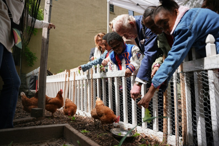 Le roi Charles III (c) nourrit des poules en compagnie d'enfants lors d'un événement organisé par l'association à but non lucratif Harlem Grown à New York, le 29 avril 2026