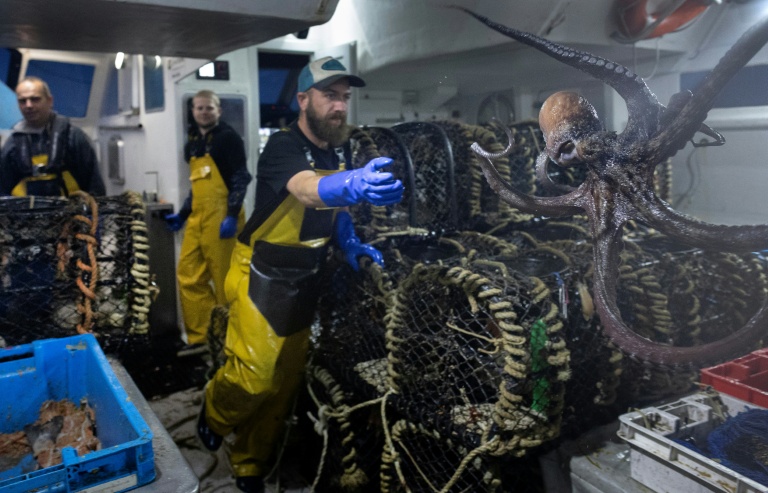 Christophe Corvé jette une pieuvre dans un sac à bord du bateau de pêche Marc'h Mor, au large de l'île Molène, dans le Finistère, le 7 mai 2026