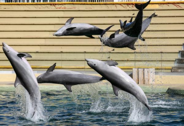Des dauphins nagent dans le bassin du "Dolphins Arena" du parc d'attractions MarineLand, à Antibes, dans le sud-est de la France, le 27 novembre 2025