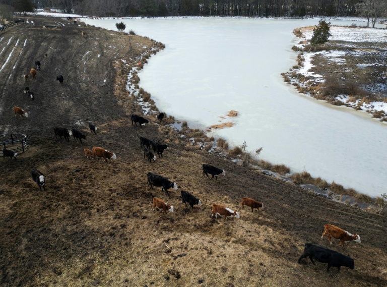 Un pâturage aux Etats-Unis, le 12 février 2026 