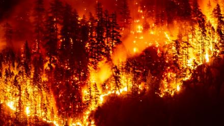 Un feu de forêt sur l'île de Vancouver, en Colombie-Britannique, le 12 août 2025 au Canada