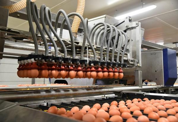 Une ligne d'emballage d'oeufs dans une usine Fermiers Loué à La Bazoge, dans le nord-ouest de la France, le 30 mars 2018