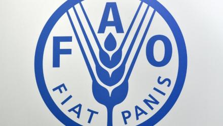 Logo de l'Organisation des Nations unies pour l'alimentation et l'agriculture, connue sous le nom de FAO (Food and Agriculture Organization of the United Nations) 
