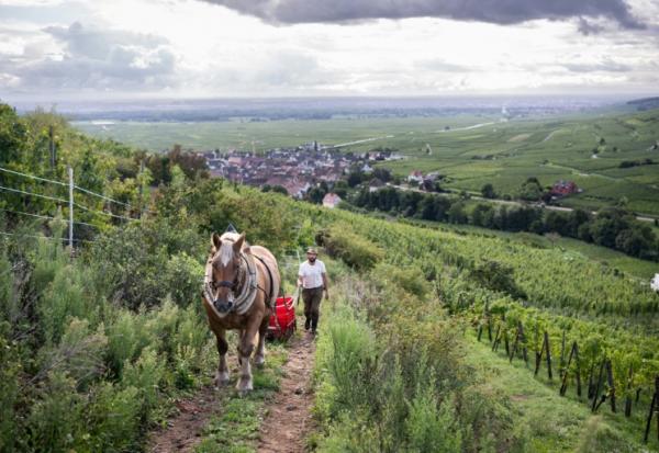 Malik Oudni, propriétaire de "La ferme sans nom" et son cheval Vizir, lors de vendanges à Ammerschwihr, dans le Haut-Rhin, le 5 septembre 2025