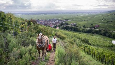 Malik Oudni, propriétaire de "La ferme sans nom" et son cheval Vizir, lors de vendanges à Ammerschwihr, dans le Haut-Rhin, le 5 septembre 2025