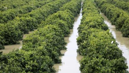 Un champ de citronniers submergé lors d'inondations exceptionnelles dans la zone de Sidi Kacem, dans le nord-ouest du Maroc, le 5 février 2026