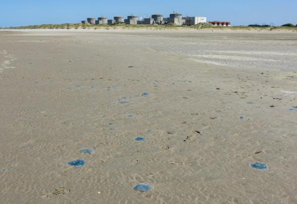 Des méduses sur le rivage près de la centrale nucléaire de Gravelines, le 11 août 2026 dans le Nord 