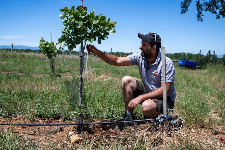 Denis Vernet, un agriculteur, observe un jeune pistachier équipé d'un système d'irrigation goutte-à-goutte en surface pouvant être géré à distance à l'aide d'un smartphone, le 3 juin 2026 à  Montagnac-Montpezat (Alpes-de-Haute-Provence)