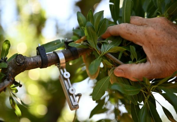 L'agriculteur Jean-Pierre Jaubert montre un "dendromètre" servant à mesurer la taille d'une branche d'amandier dans un verger équipé d'un système d'irrigation goutte-à-goutte contrôlé via un smartphone, le 3 juin 2026 à Valensole (Alpes-de-Haute-Provence)