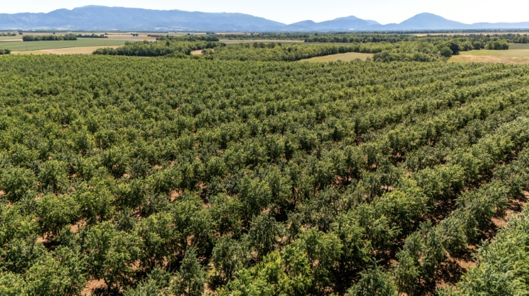 Vue aérienne d'une plantation d'amandiers équipée d'un système d'irrigation souterrain goutte-à-goutte géré à distance à l'aide d'un smartphone, le 3 juin 2026 à Valensole (Alpes-de-Hautes-Provence)