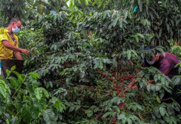 Récolte du café dans une plantation de Colombie le 21 mai 2020.