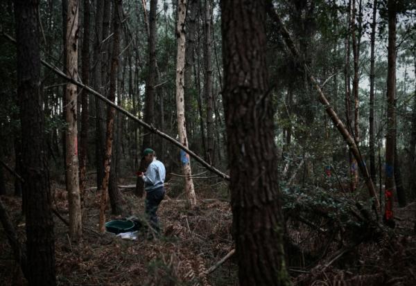 Un agent de la direction régionale de l'Alimentation, de l'Agriculture et de la Forêt (DRAAF) participe à des opérations d'échantillonnage d'arbres à la suite de la détection d'un nématode du pin, un ver microscopique et dangereux pour les conifères, qui bloque la circulation de la sève et provoque la mort rapide des arbres qu'il infeste, à Seignosse, dans le sud-ouest de la France, le 5 novembre 2025