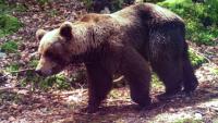 Un ours brun près de Melles, dans les Pyrénées françaises, le 4 juin 2020
