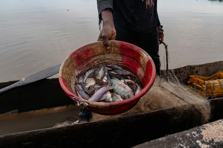 Un pêcheur montre un seau rempli de poissons fraîchement pêchés dans le fleuve Congo à Kinshasa, le 27 avril 2026 en RDC