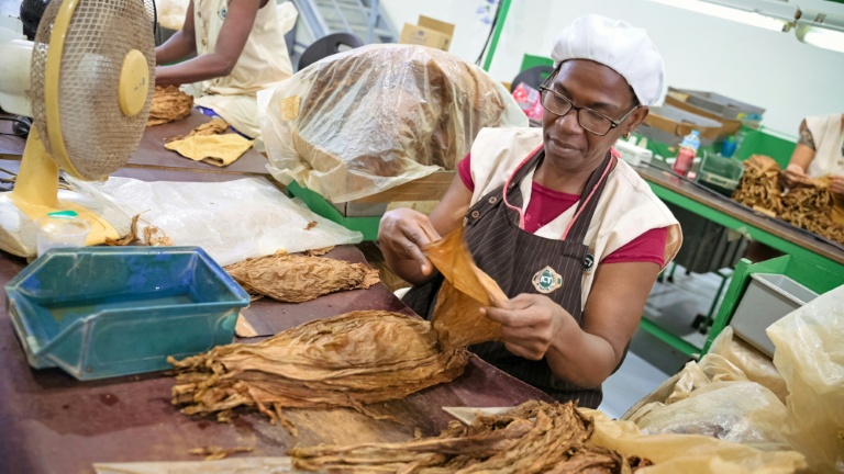 Une ouvrière prépare des feuilles de tabac pour la confection de cigarillos dans l'usine ICT de La Havane, le 8 mai 2025