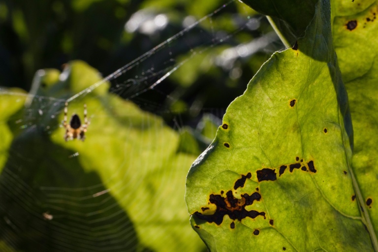 Une feuille de betterave abîmée par le virus de la jaunisse dans un champ à Saint-Christophe-sur-Condé, le 11 août 2025 dans l'Eure