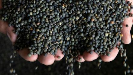 La lentille gagne du terrain dans le Nord, poussée par le climat et la promesse d'un débouché industriel