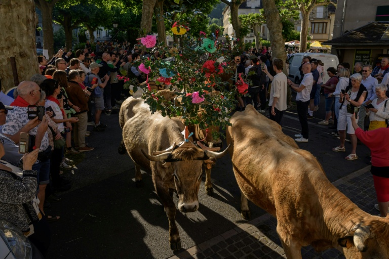 Un troupeau lors d'une fête de la transhumance Saint-Geniez-d'Olt, dans l'Aveyron, le 23 mai 2026