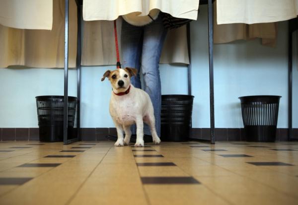 Un chien patiente pendant que sa maîtresse vote dans un isoloir à Nice, le 27 mars 2011
