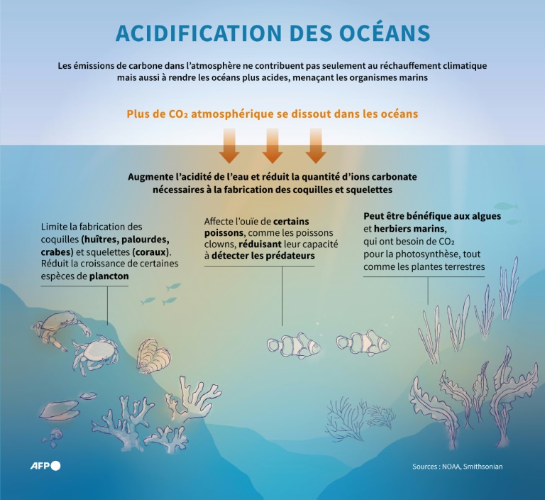 Acidification des océans
