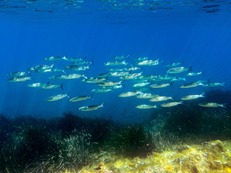 L'Union européenne va présenter jeudi sa stratégie pour mieux protéger les océans du réchauffement climatique ainsi que de la pollution et afficher ses ambitions avant un grand sommet de l'ONU à Nice la semaine prochaine