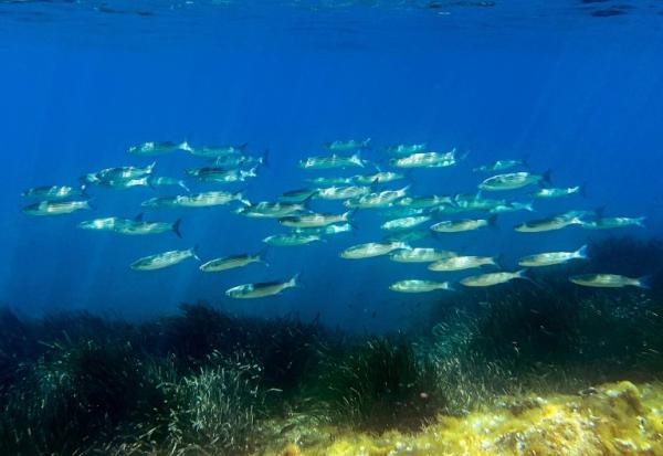 L'Union européenne va présenter jeudi sa stratégie pour mieux protéger les océans du réchauffement climatique ainsi que de la pollution et afficher ses ambitions avant un grand sommet de l'ONU à Nice la semaine prochaine