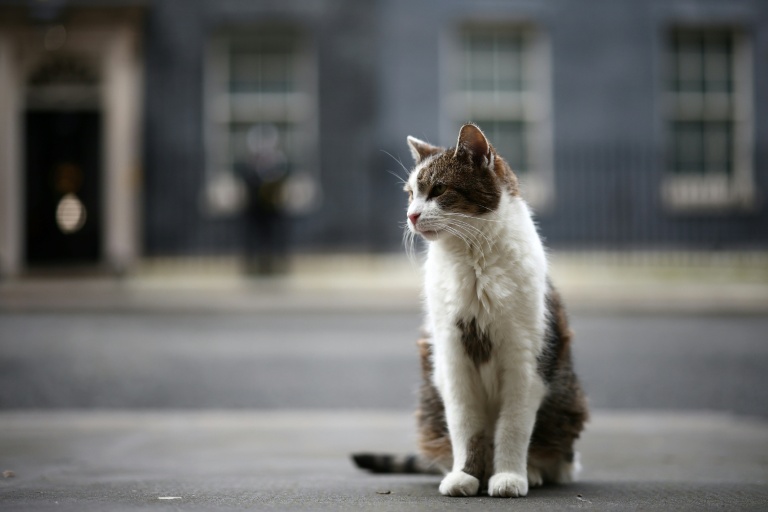 Le chat Larry devant le 10, Downing Street, la résidence officielle du chef de gouvernement britannique, le 9 février 2026 à Londres