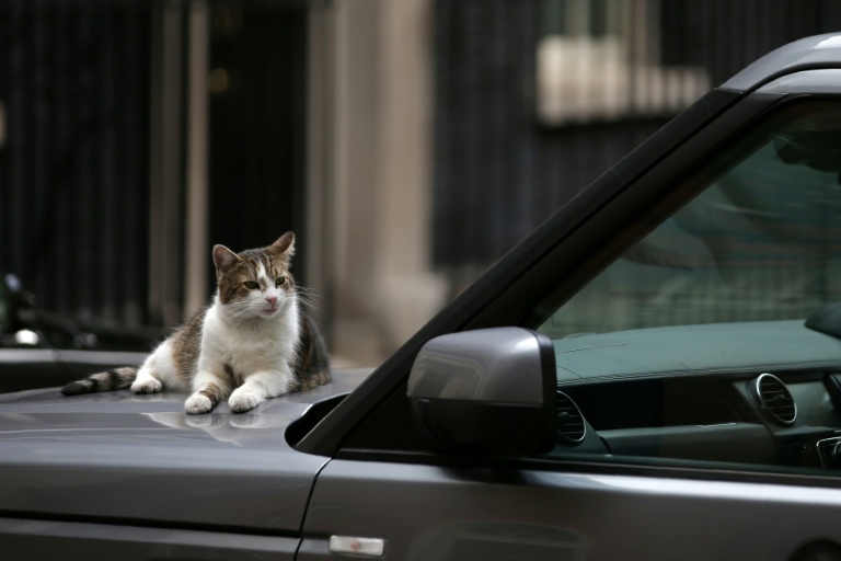 Le chat Larry sur le capot d'une voiture, le 4 juillet 2017 à Londres