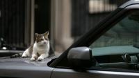 Le chat Larry sur le capot d'une voiture, le 4 juillet 2017 à Londres