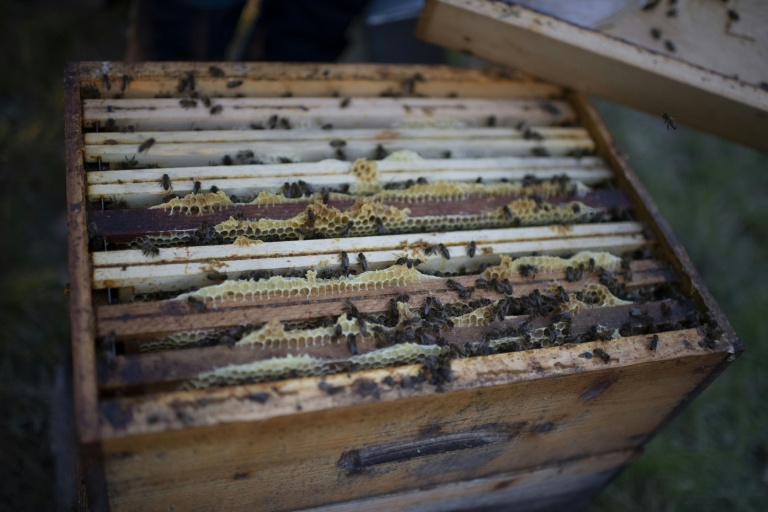 En France, les récoltes de miel s'étendent de mars (romarin dans le sud) jusqu'à novembre (arbousier en Corse) et le plus gros s'effectue d'avril à juillet